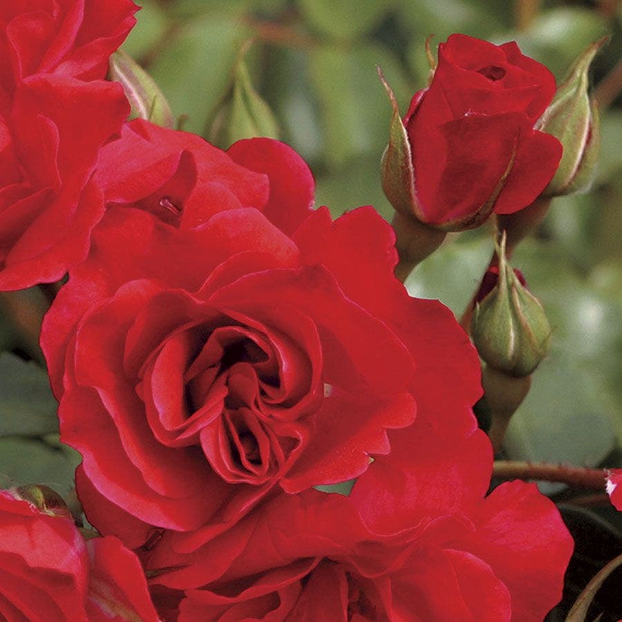 Rosa Crush on You