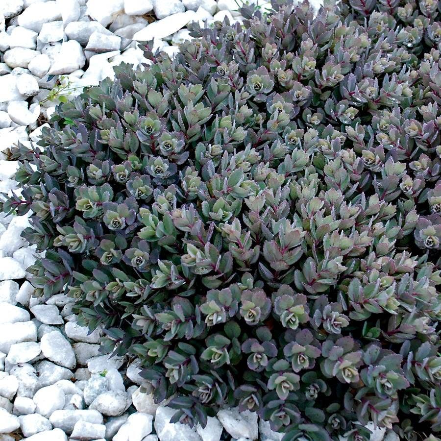 Sedum SunSparkler® 'Dazzleberry' Stonecrop