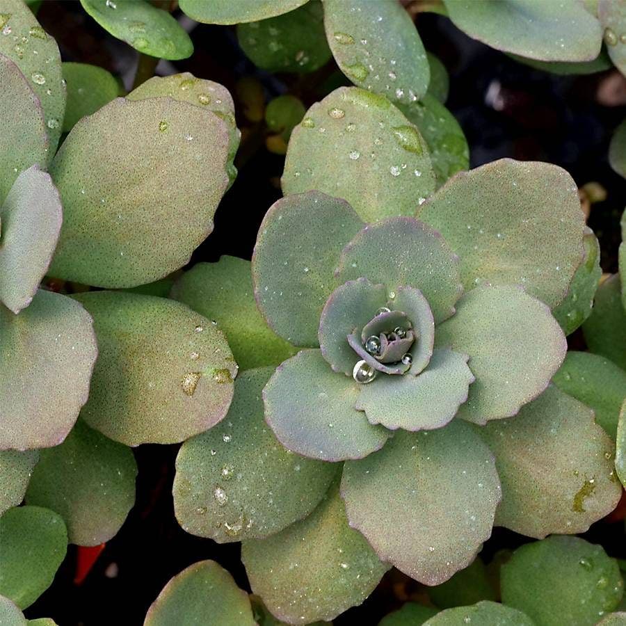 Sedum SunSparkler® 'Dazzleberry' Stonecrop