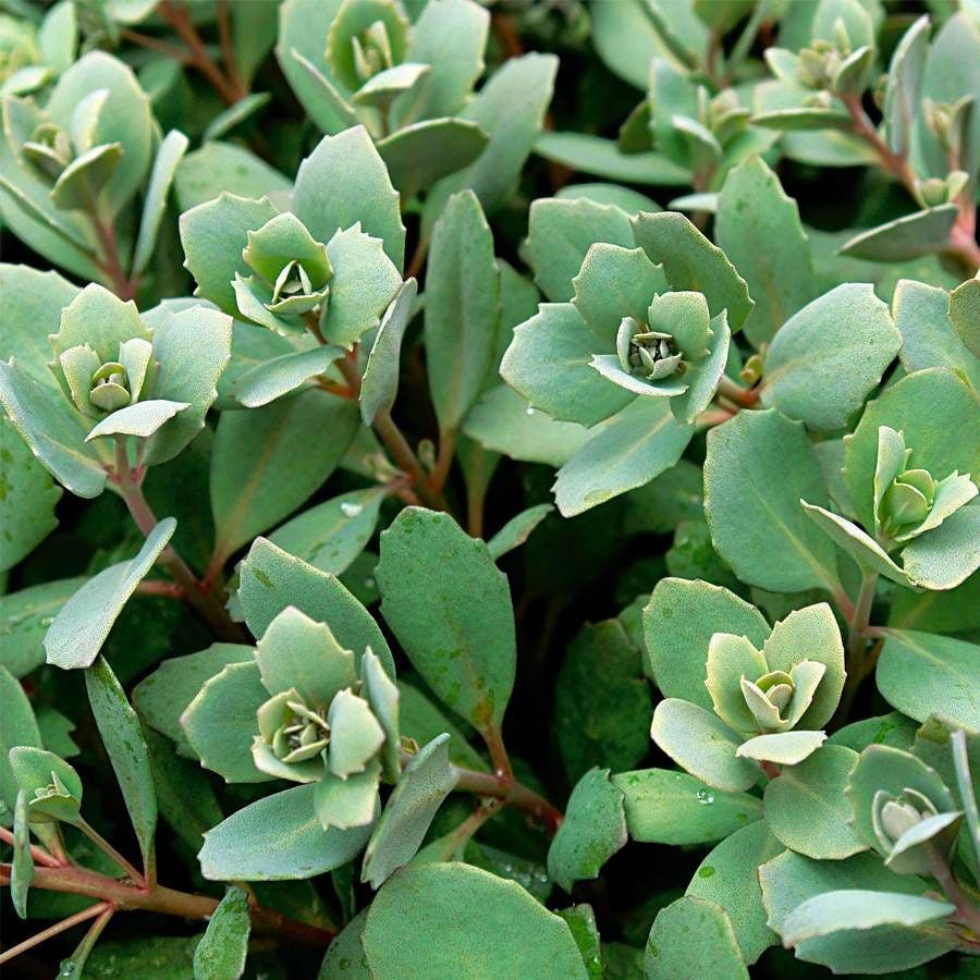 Sedum SunSparkler® 'Dazzleberry' Stonecrop