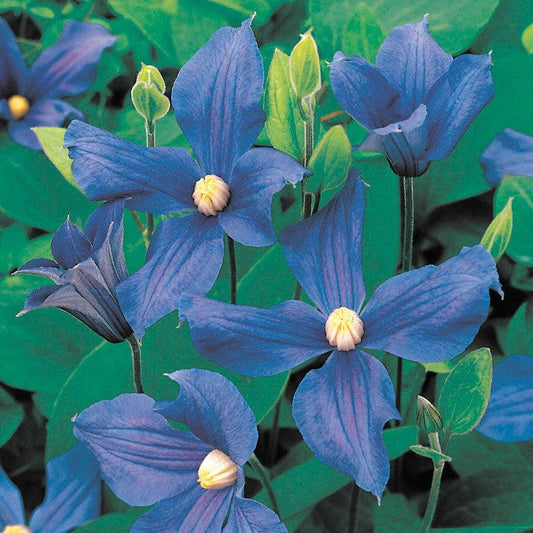 Clematis durandii Blue Clematis