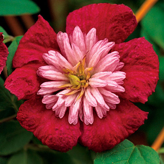 Clematis Avant-Garde™