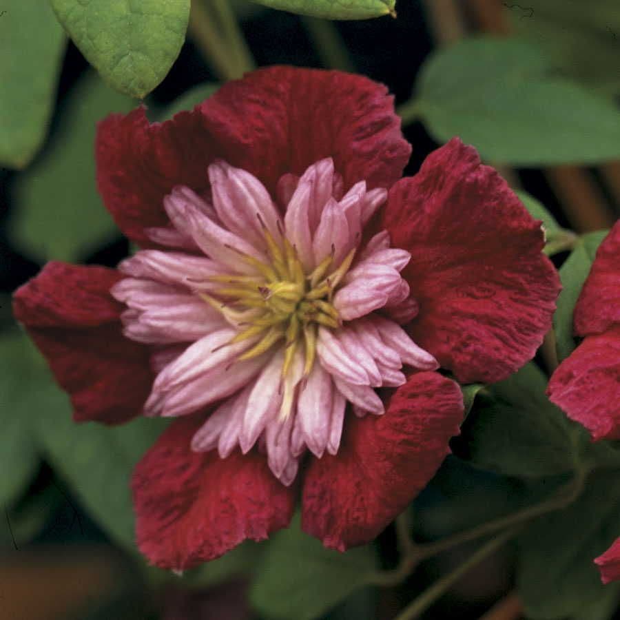 Clematis Avant-Garde™