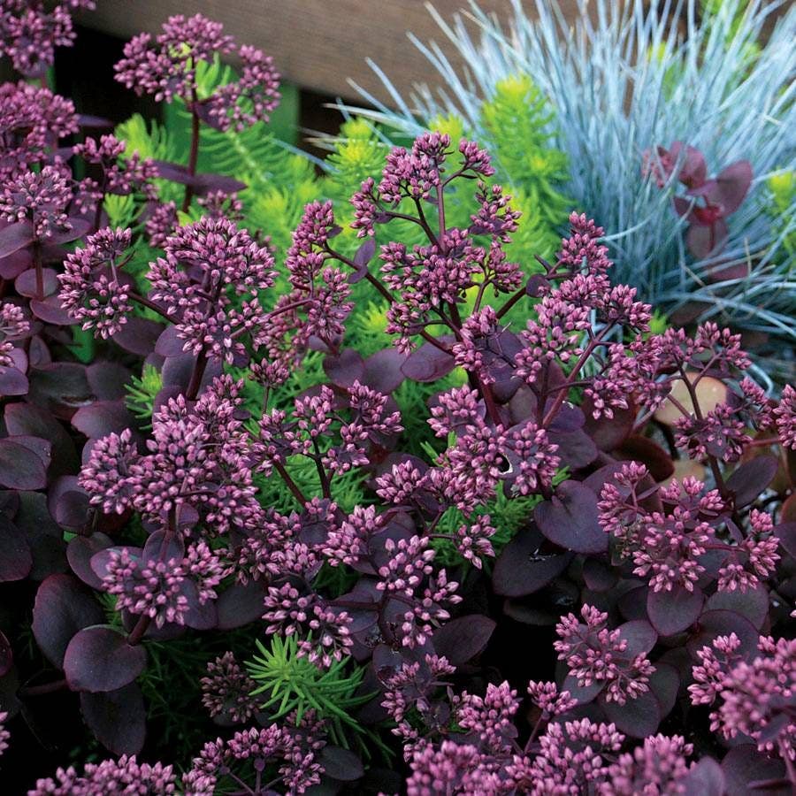 Sedum SunSparkler® Cherry Tart