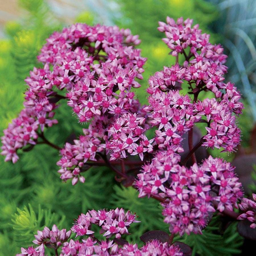 Sedum SunSparkler® Cherry Tart