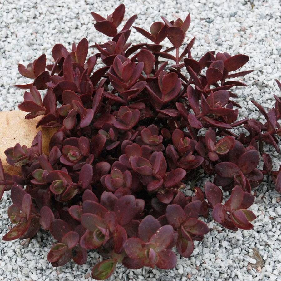 Sedum SunSparkler® Cherry Tart