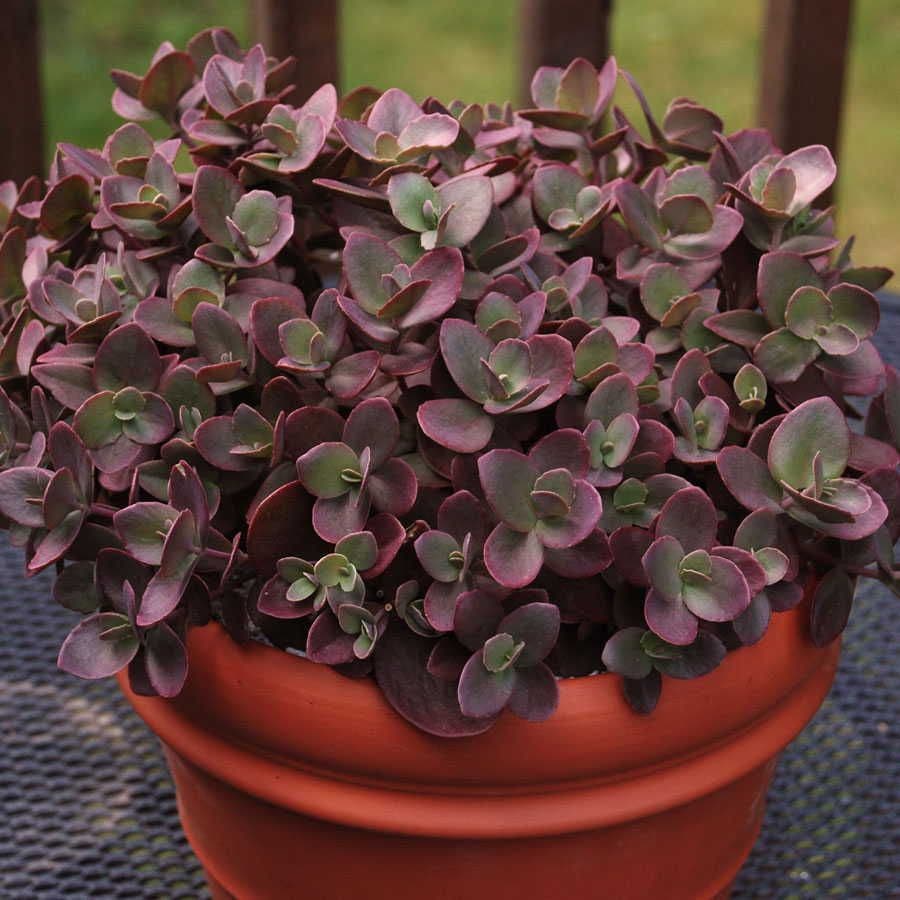 Sedum SunSparkler® Cherry Tart