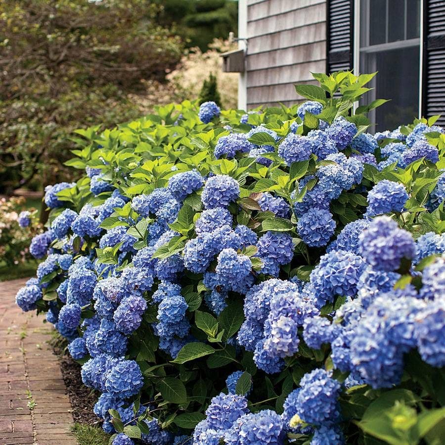 Hydrangea Endless Summer® Hydrangea