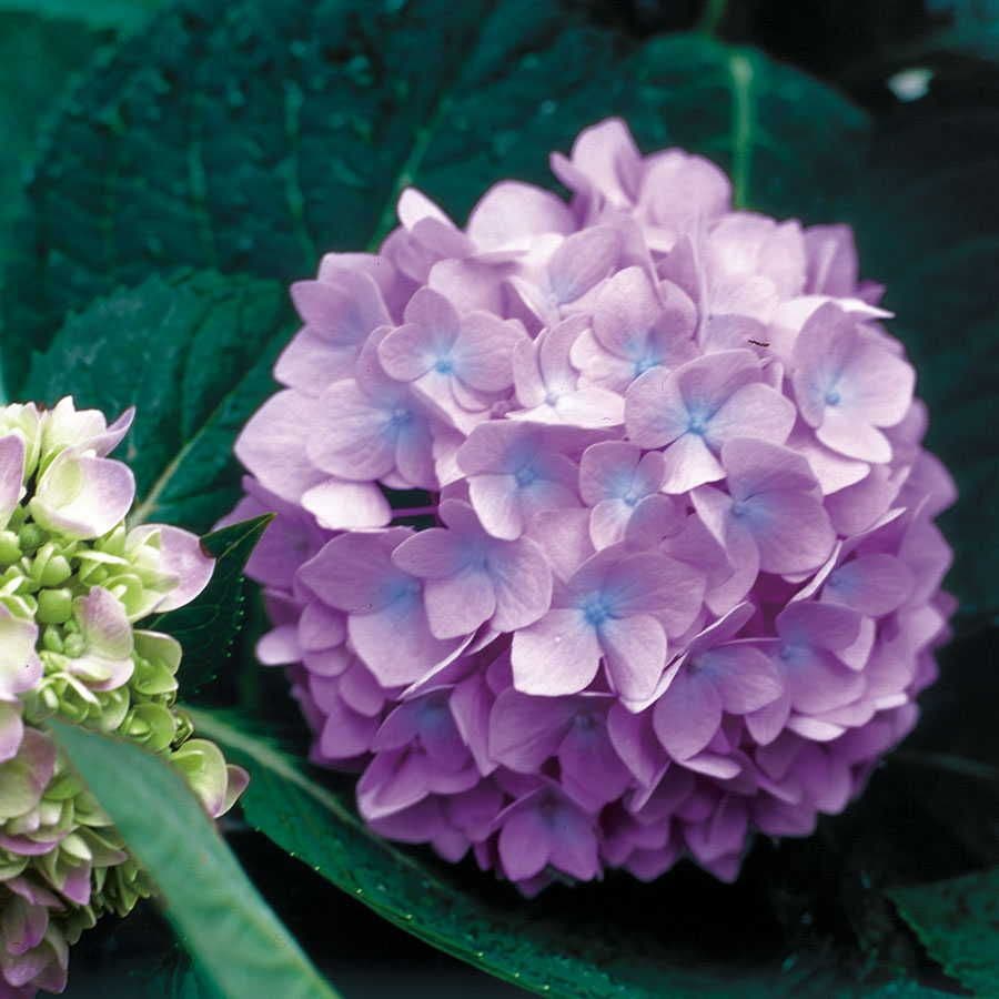 Hydrangea Endless Summer® Hydrangea
