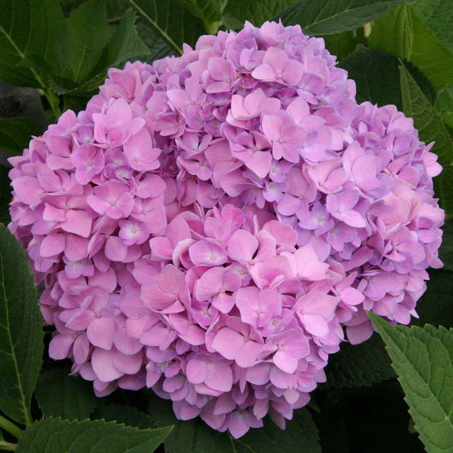 Hydrangea Endless Summer® Hydrangea