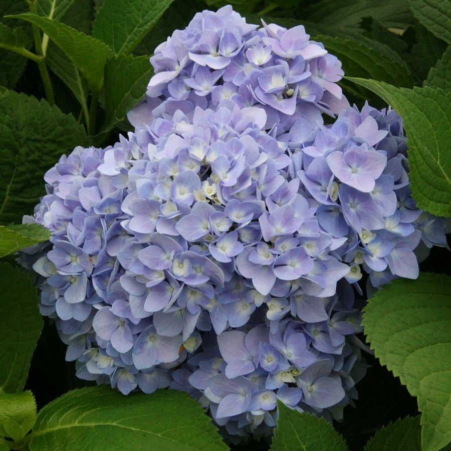 Hydrangea Endless Summer® Hydrangea