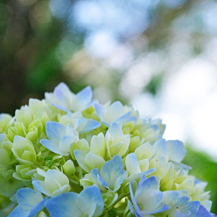 Hydrangea Endless Summer® Hydrangea