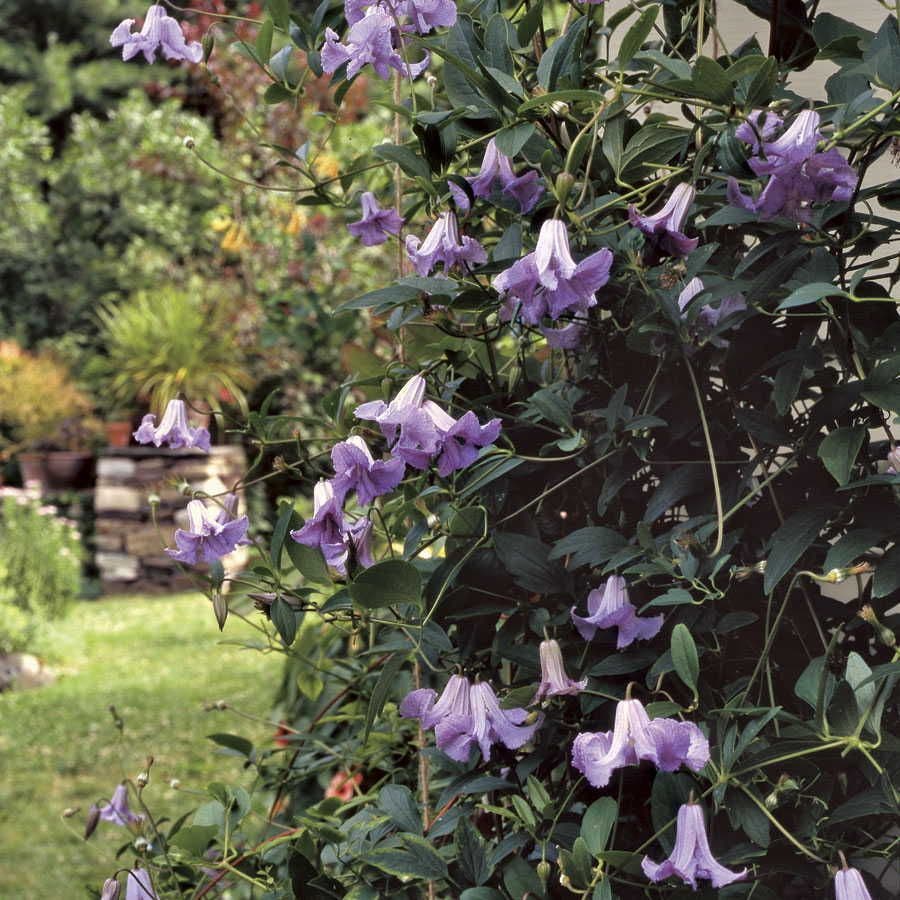 Clematis 'Betty Corning' Bell Clematis