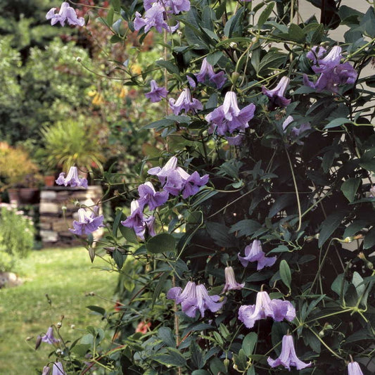 Clematis 'Betty Corning' Bell Clematis