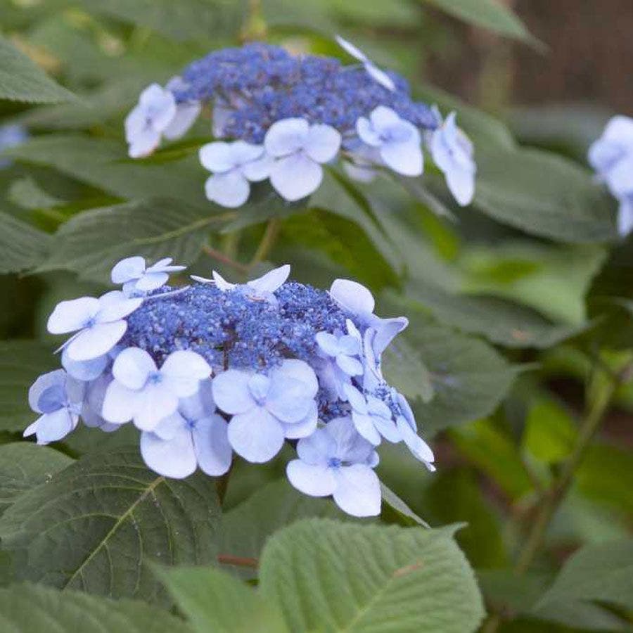 Hydrangea Endless Summer® Twist-n-Shout® Bigleaf Hydrangea