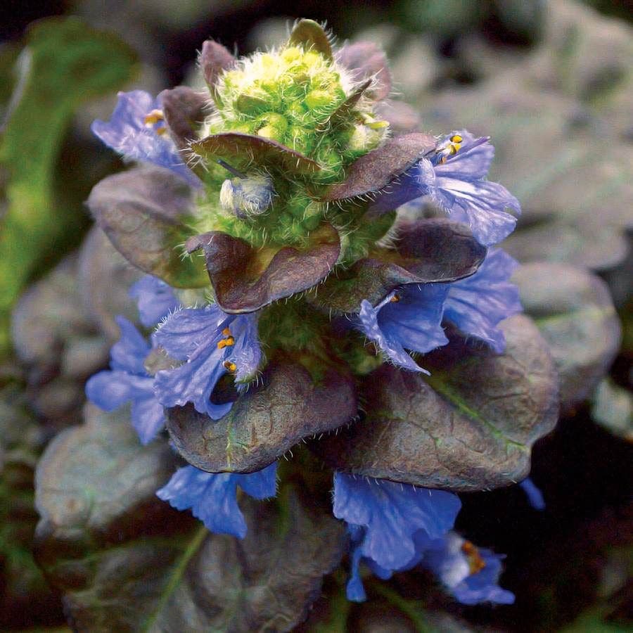 Ajuga 'Black Scallop'