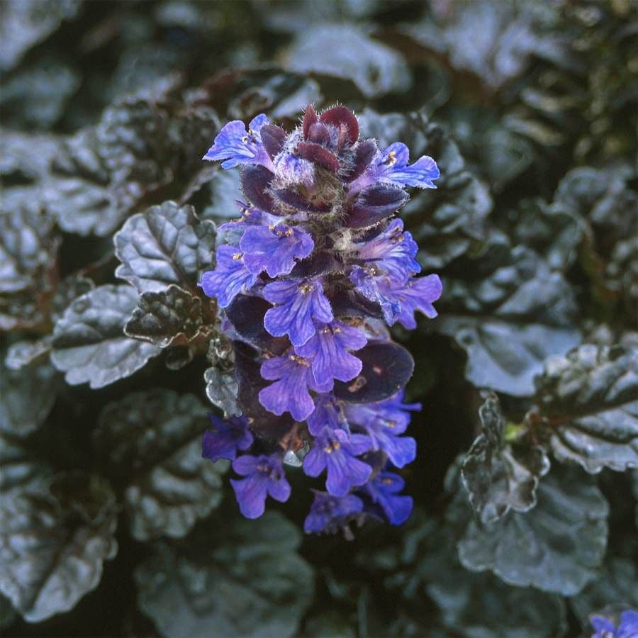 Ajuga 'Black Scallop'