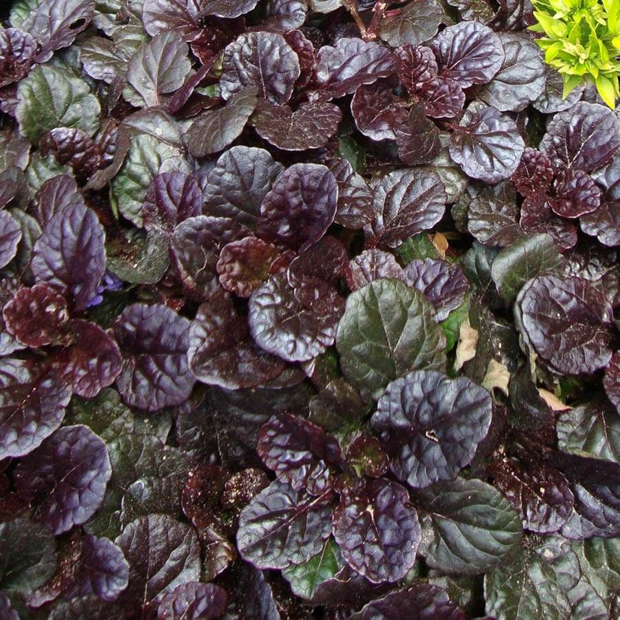 Ajuga 'Black Scallop'