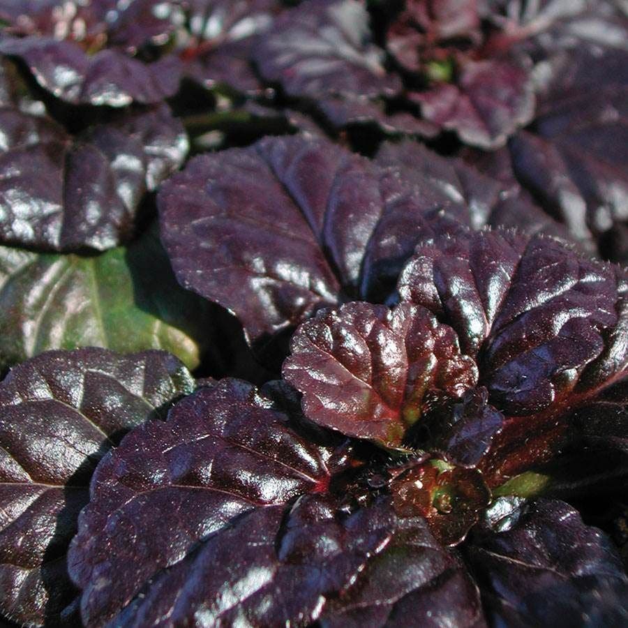 Ajuga 'Black Scallop'