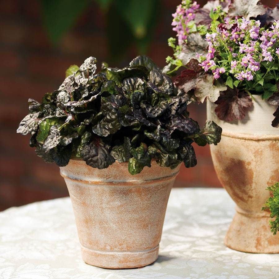 Ajuga 'Black Scallop'