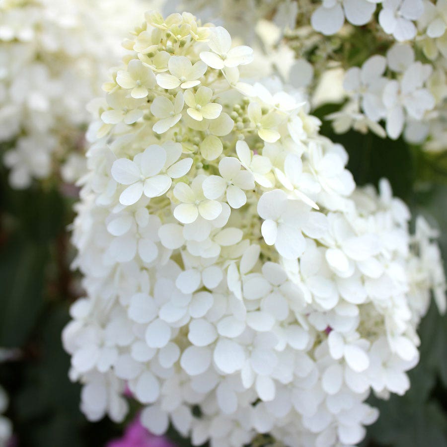 Hydrangea Bobo® Panicle Hydrangea