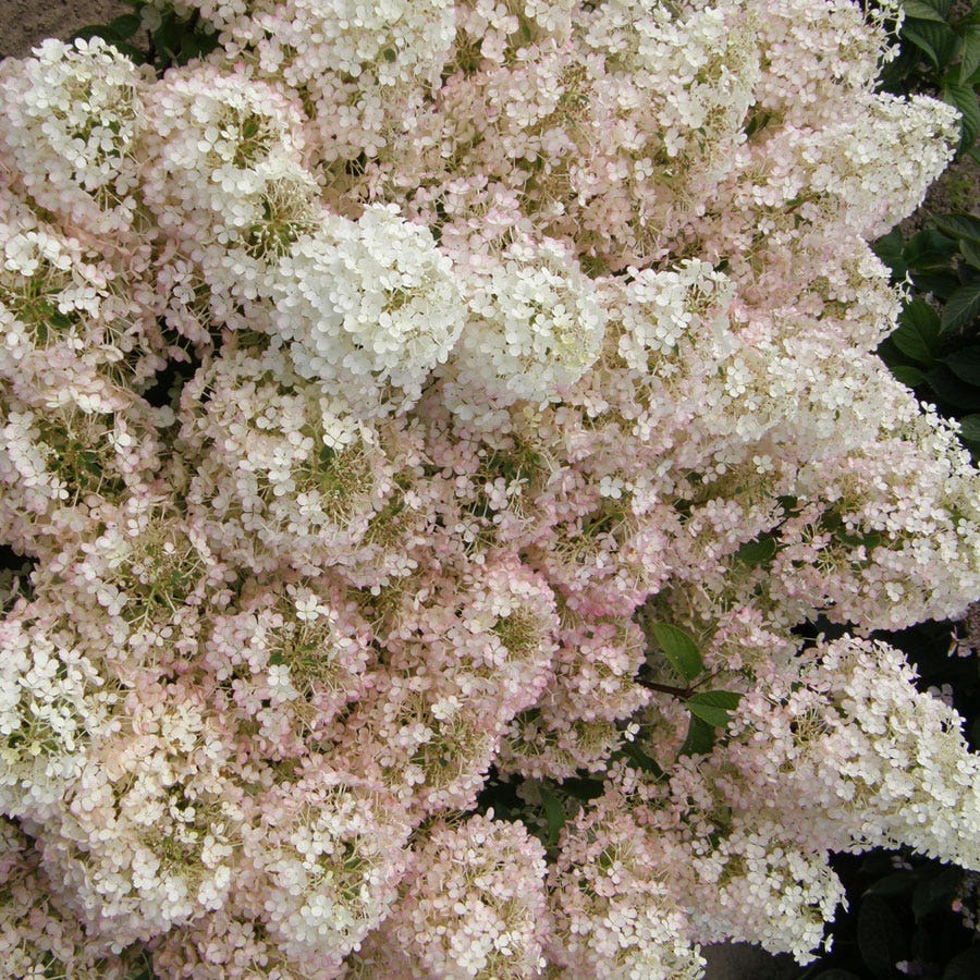 Hydrangea Bobo® Panicle Hydrangea
