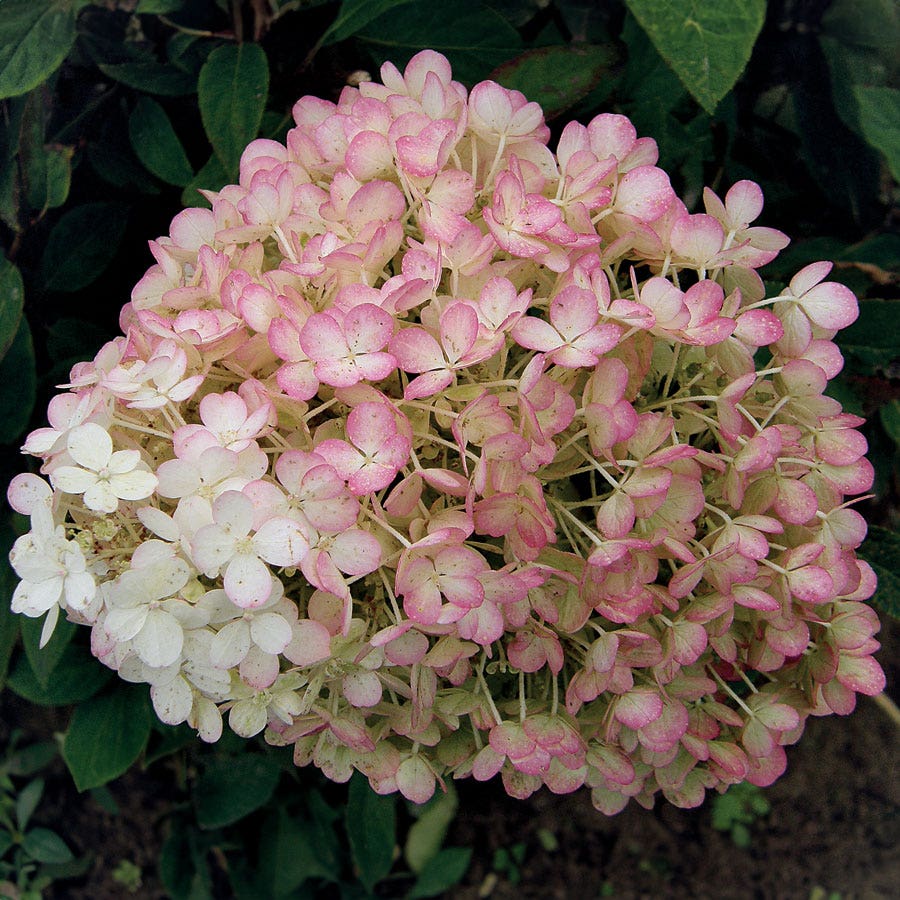 Hydrangea Bobo® Panicle Hydrangea