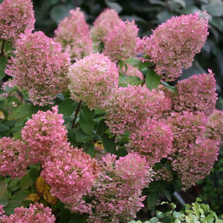 Hydrangea Bobo® Panicle Hydrangea