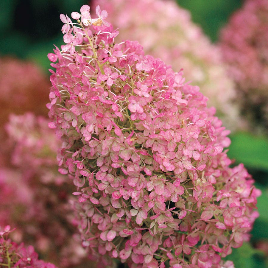 Hydrangea Bobo® Panicle Hydrangea