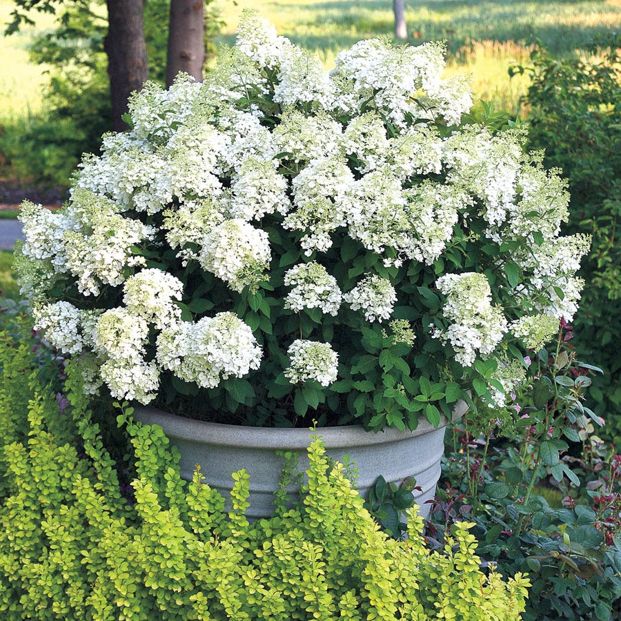 Hydrangea Bobo® Panicle Hydrangea