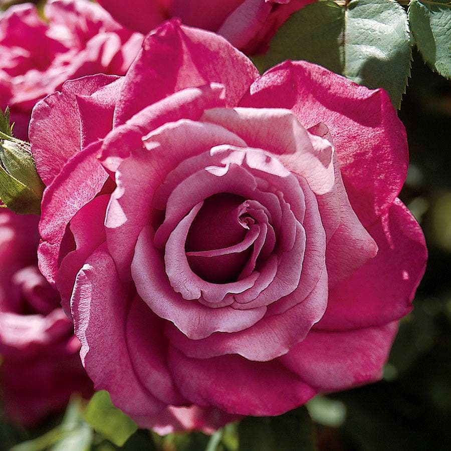 Rosa Heirloom