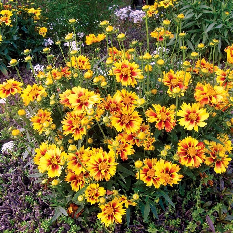 Coreopsis Li'l Bang™ Enchanted Eve