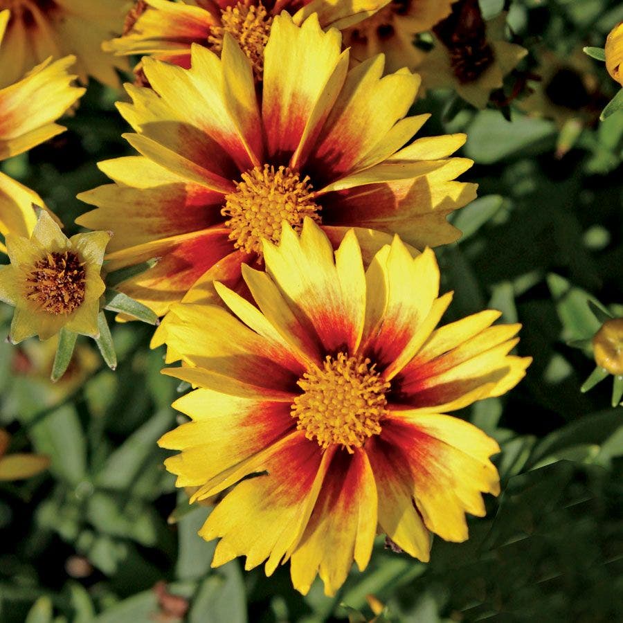 Coreopsis Li'l Bang™ Enchanted Eve