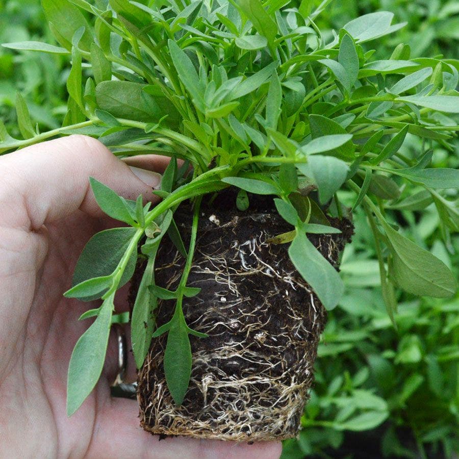 Coreopsis Li'l Bang™ Enchanted Eve