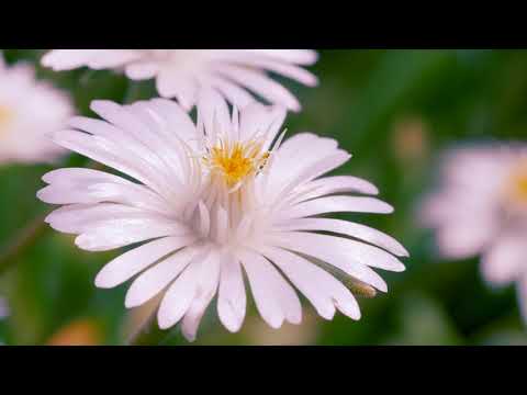 Delosperma 'Jewel of Desert Moonstone' White Ice Plant