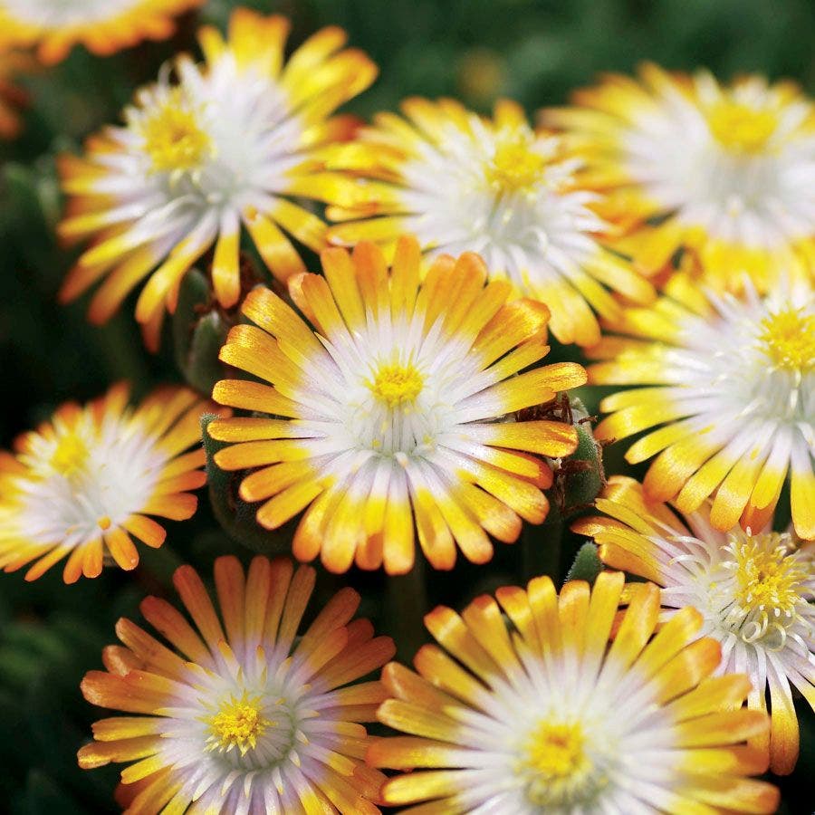 Delosperma Jewel of Desert Topaz