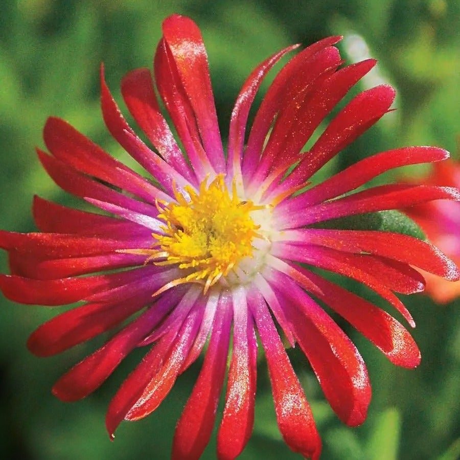 Delosperma 'Jewel of Desert Garnet' Ice Plant