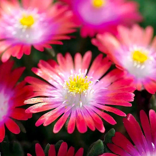 Delosperma 'Jewel of Desert Garnet' Ice Plant
