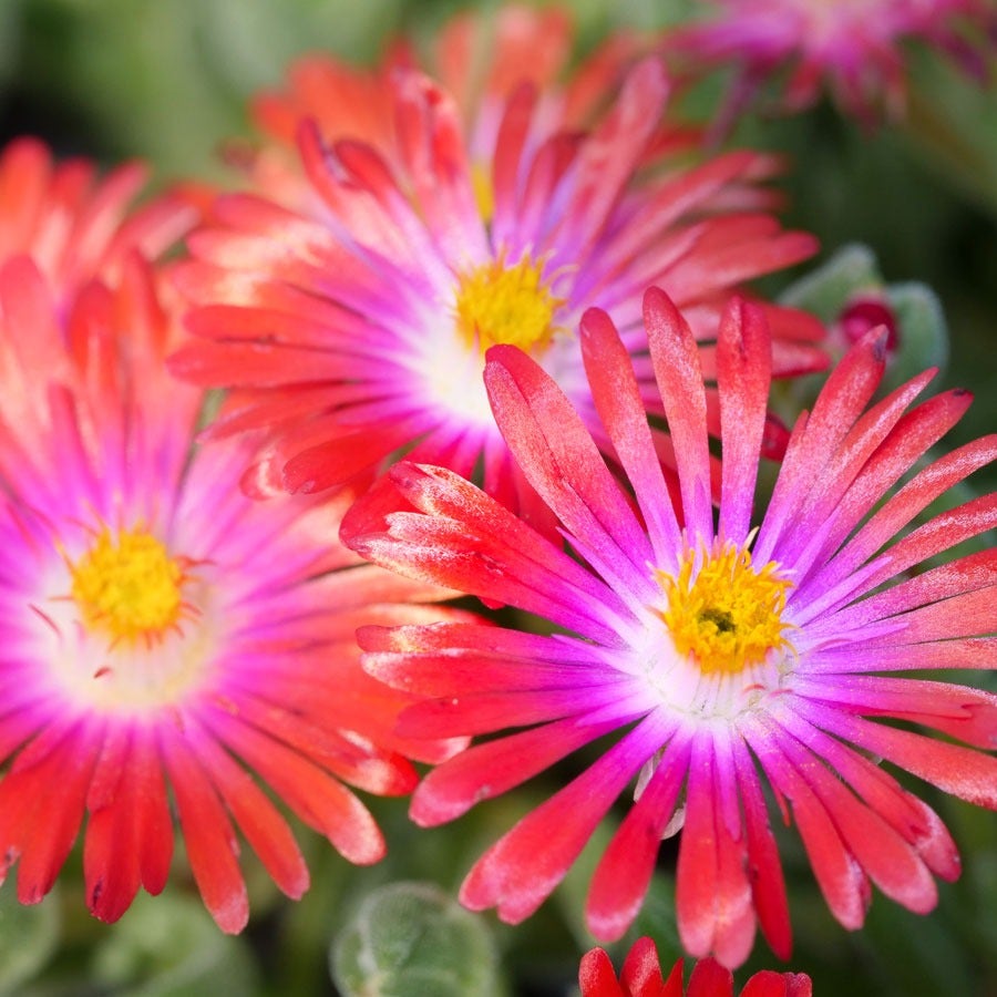 Delosperma 'Jewel of Desert Garnet' Ice Plant