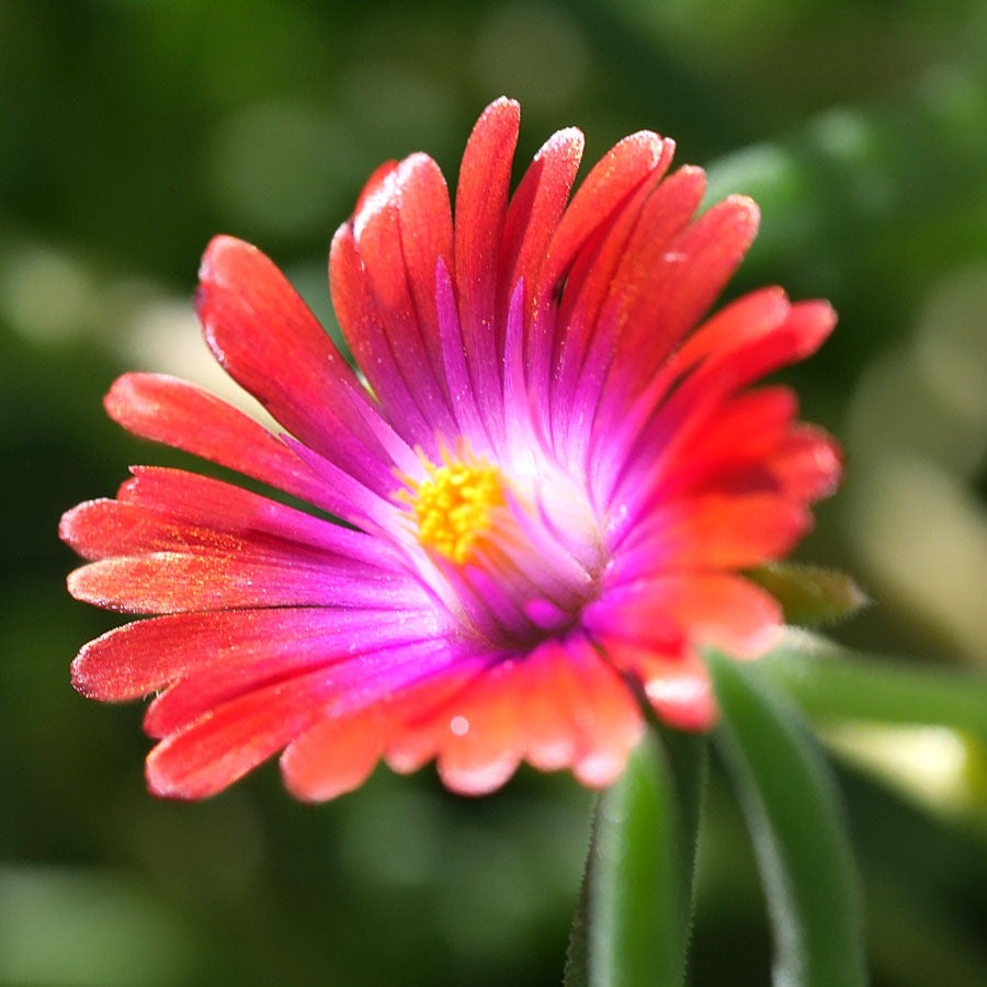 Delosperma 'Jewel of Desert Garnet' Ice Plant