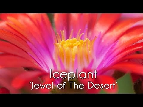Delosperma 'Jewel of Desert Garnet' Ice Plant