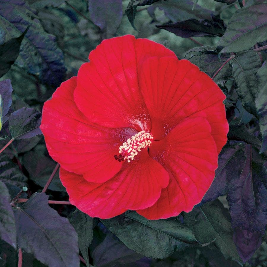 Hibiscus 'Midnight Marvel' Rose Mallow