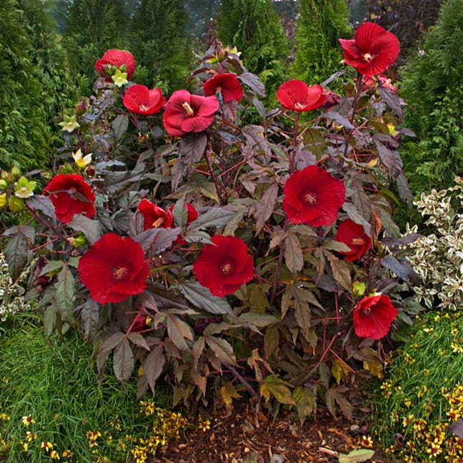 Hibiscus 'Midnight Marvel' Rose Mallow