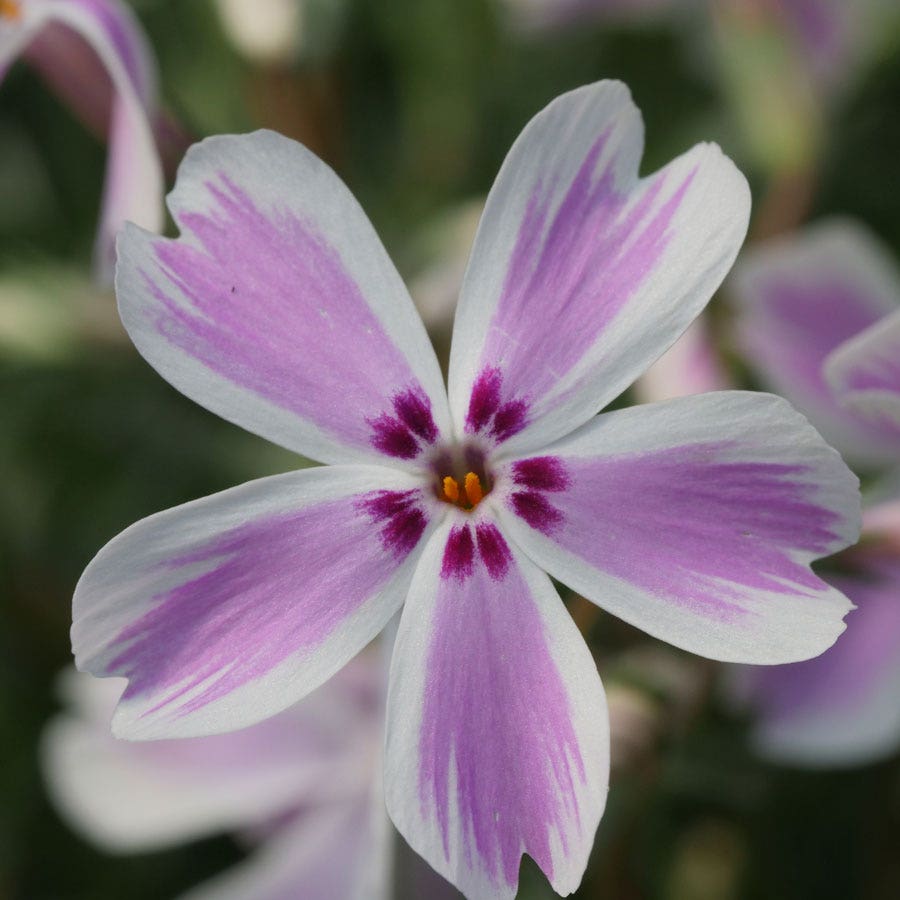 'Candy Stripe' Creeping Phlox