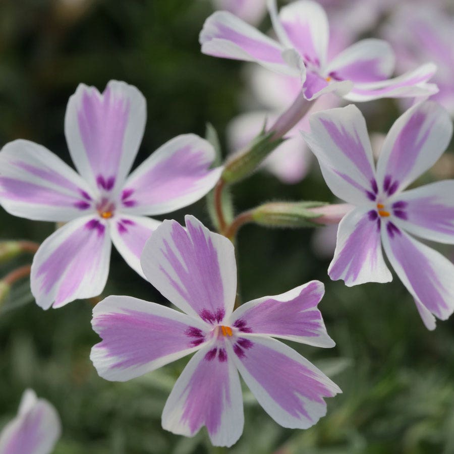 'Candy Stripe' Creeping Phlox
