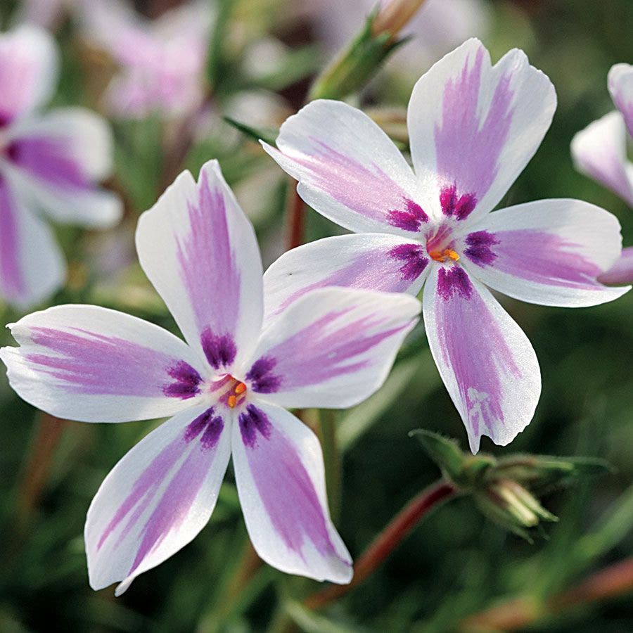 'Candy Stripe' Creeping Phlox