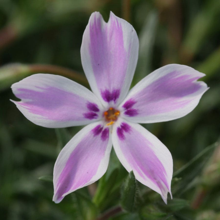 'Candy Stripe' Creeping Phlox