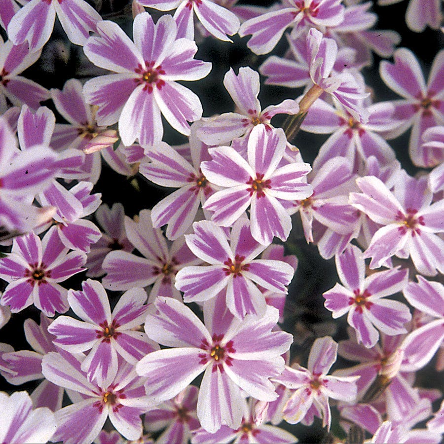 'Candy Stripe' Creeping Phlox