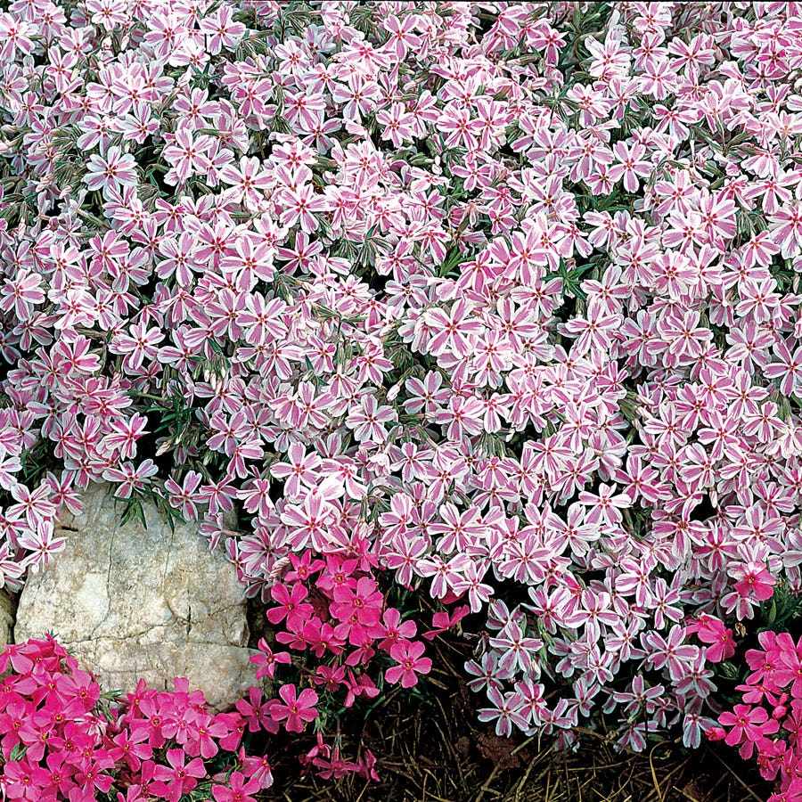 'Candy Stripe' Creeping Phlox