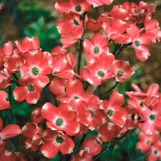 Cornus Red Pygmy®